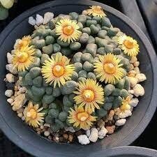Алоїнопсис Шунеса - насіння живе каміння Aloinopsis schooneesii Алоїнопсис Шунеса - насіння живе каміння Aloinopsis schooneesii
