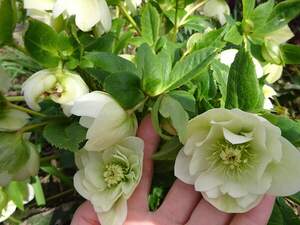 Чемерник махровий Double Ellen White Чемерник махровий Double Ellen White